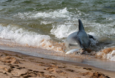 Pretty Shark mullet