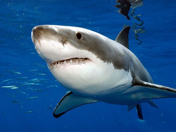 Pretty Shark