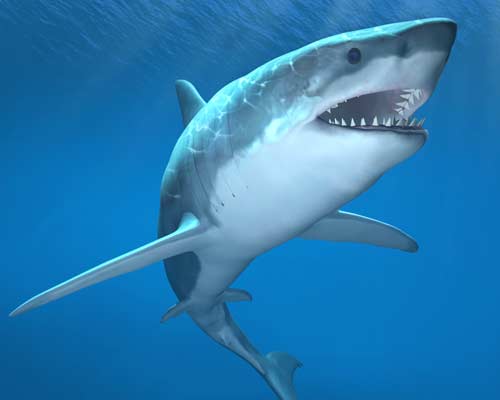 Cute Shark
