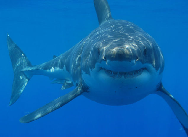 Wallpaper Shark