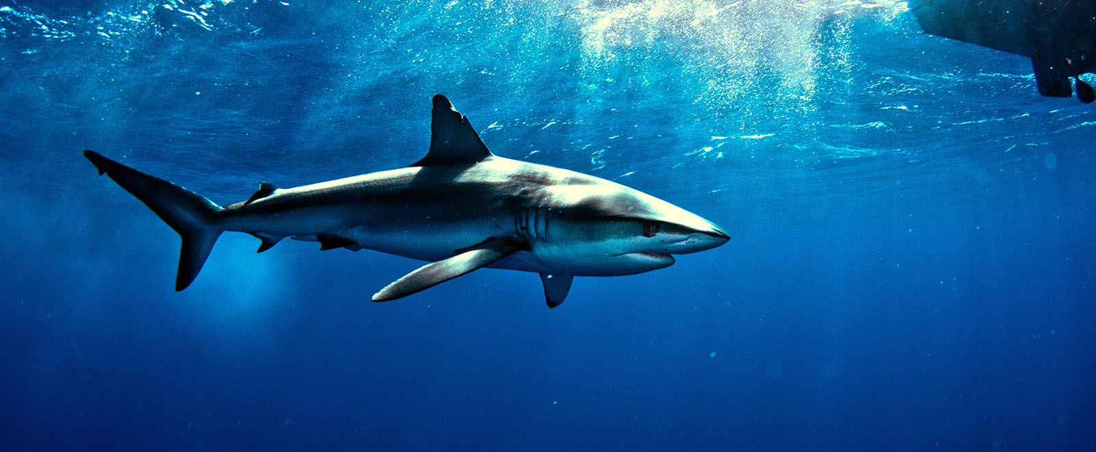 Photo Shark