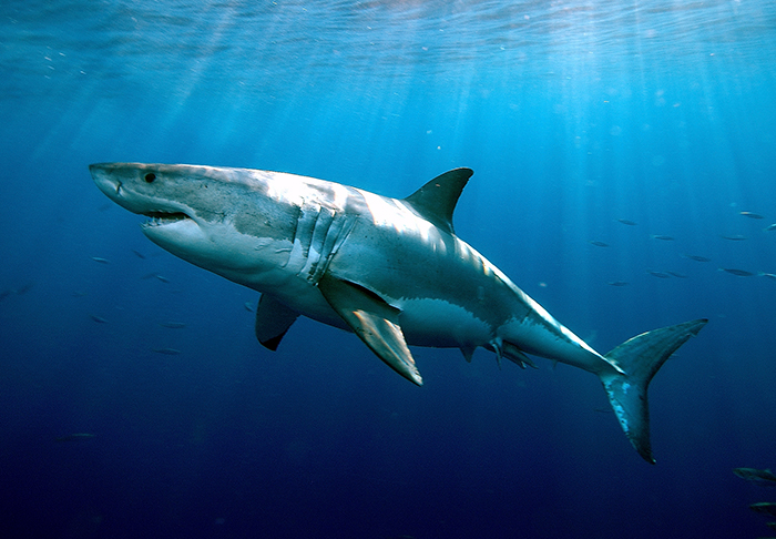 Shark photo 