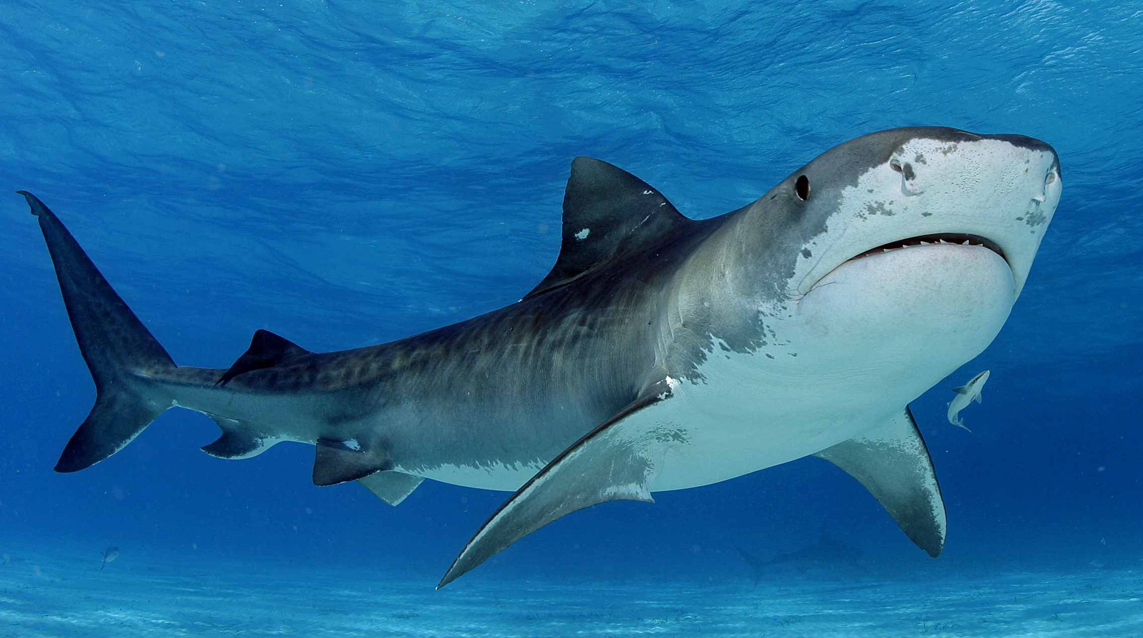 Shark