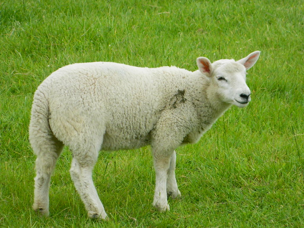 Cute Sheep