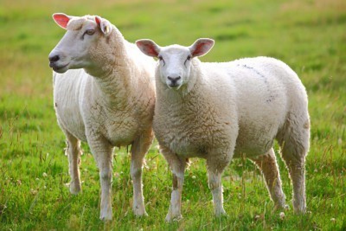 Wallpaper Sheep