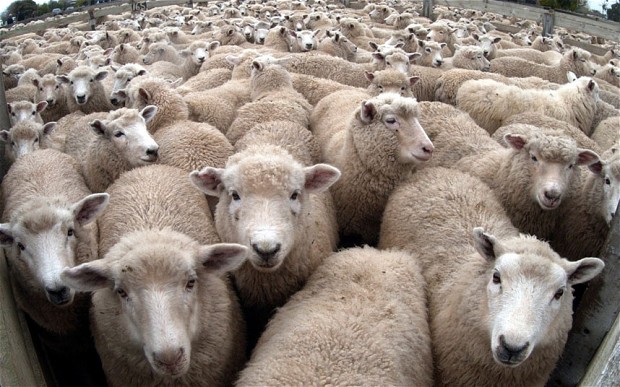 Sheep wallpaper