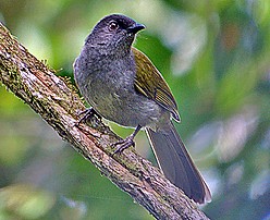 Shelley’s greenbul