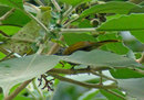 Pretty Shelley’s greenbul