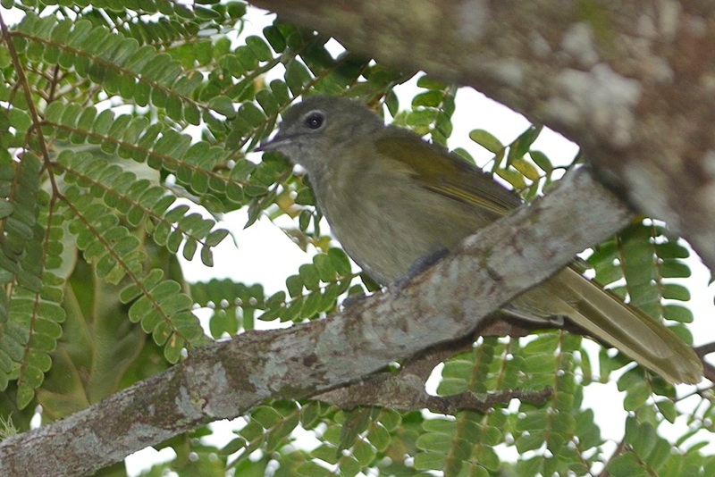 Pretty Shelley’s greenbul