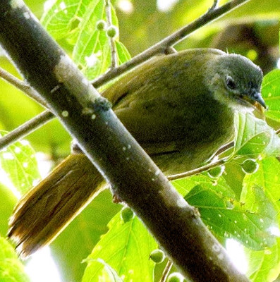 Pretty Shelley’s greenbul