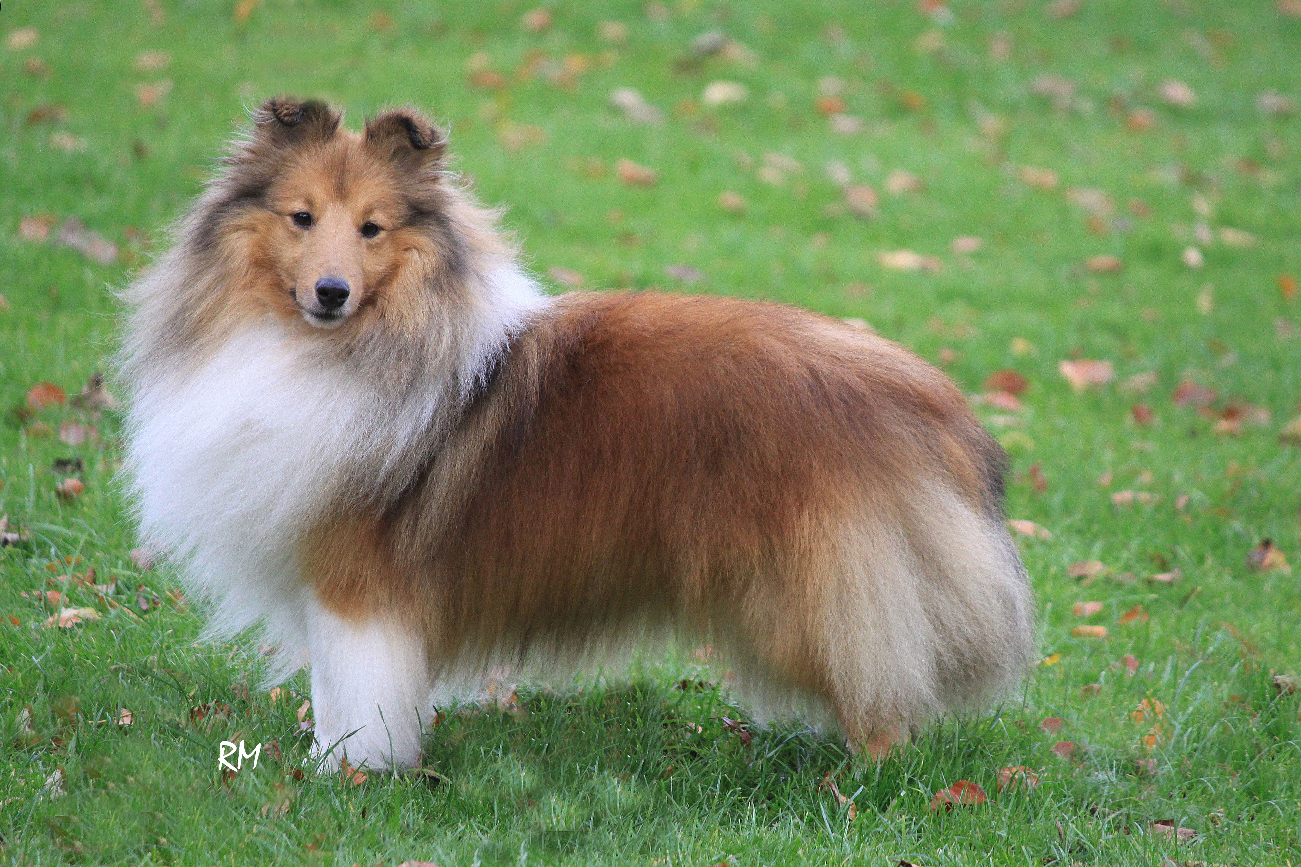 Shetland Sheepdog - Dog Breed