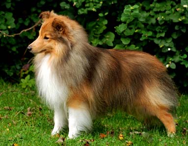 Nice Shetland Sheepdog - Dog Breed