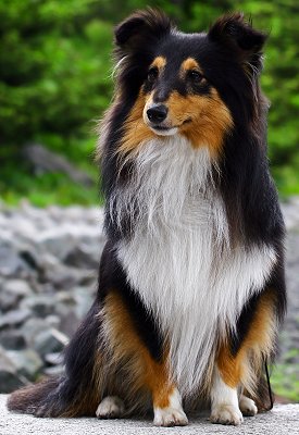 Cool Shetland Sheepdog - Dog Breed