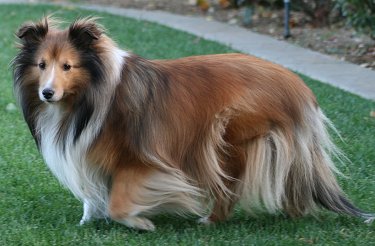 Pretty Shetland Sheepdog - Dog Breed