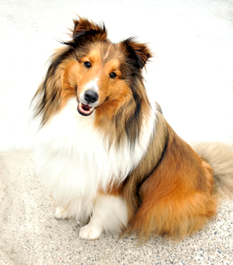 Cute Shetland Sheepdog - Dog Breed