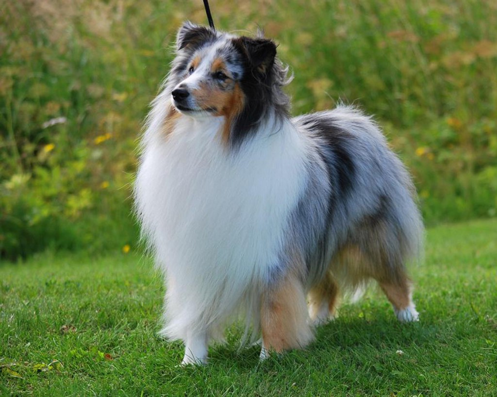 Wallpaper Shetland Sheepdog - Dog Breed