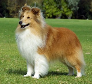 Photo Shetland Sheepdog - Dog Breed