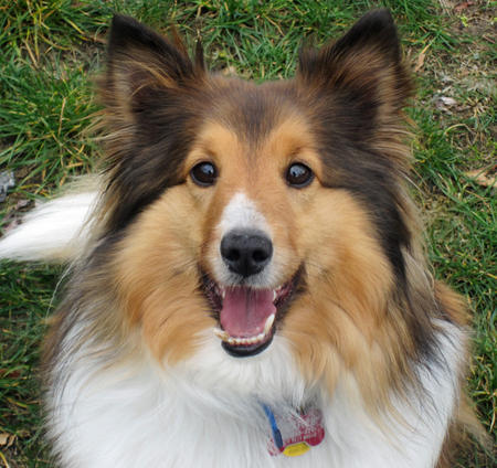 Shetland Sheepdog - Dog Breed photo 