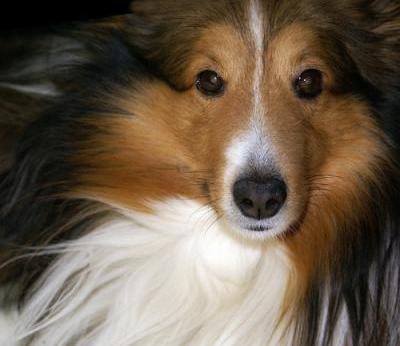Shetland Sheepdog - Dog Breed wallpaper