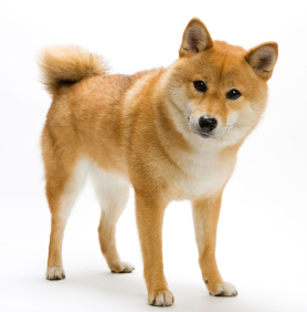Photo Shiba Inu - Dog Breed