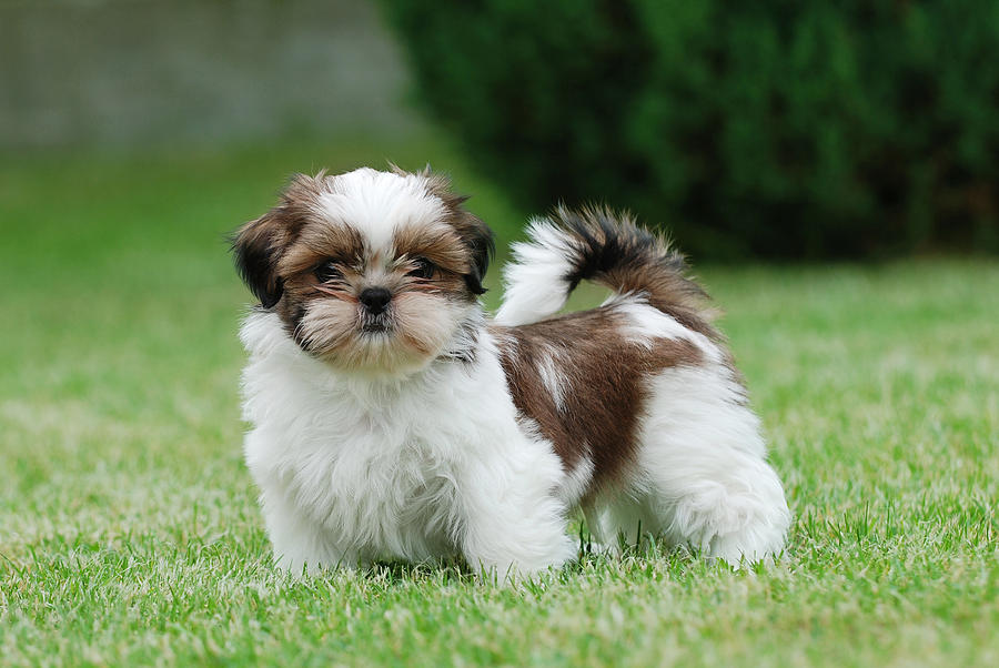Nice Shih Tzu - Dog Breed