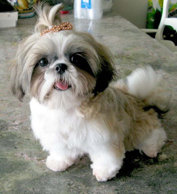 Pretty Shih Tzu - Dog Breed