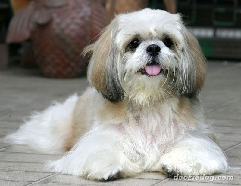 Wallpaper Shih Tzu - Dog Breed