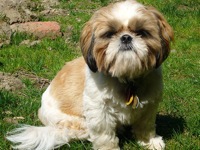 Photo Shih Tzu - Dog Breed