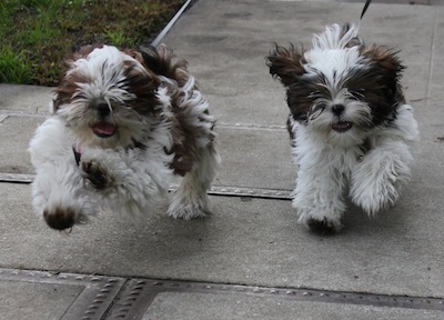 Shih Tzu - Dog Breed photo 