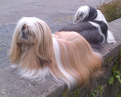 Shih Tzu - Dog Breed wallpaper