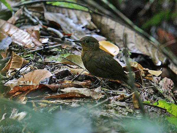Short-billed leaftosser