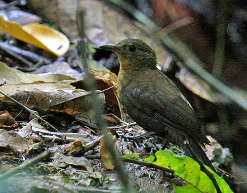 Pretty Short-billed leaftosser