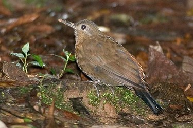 Pretty Short-billed leaftosser