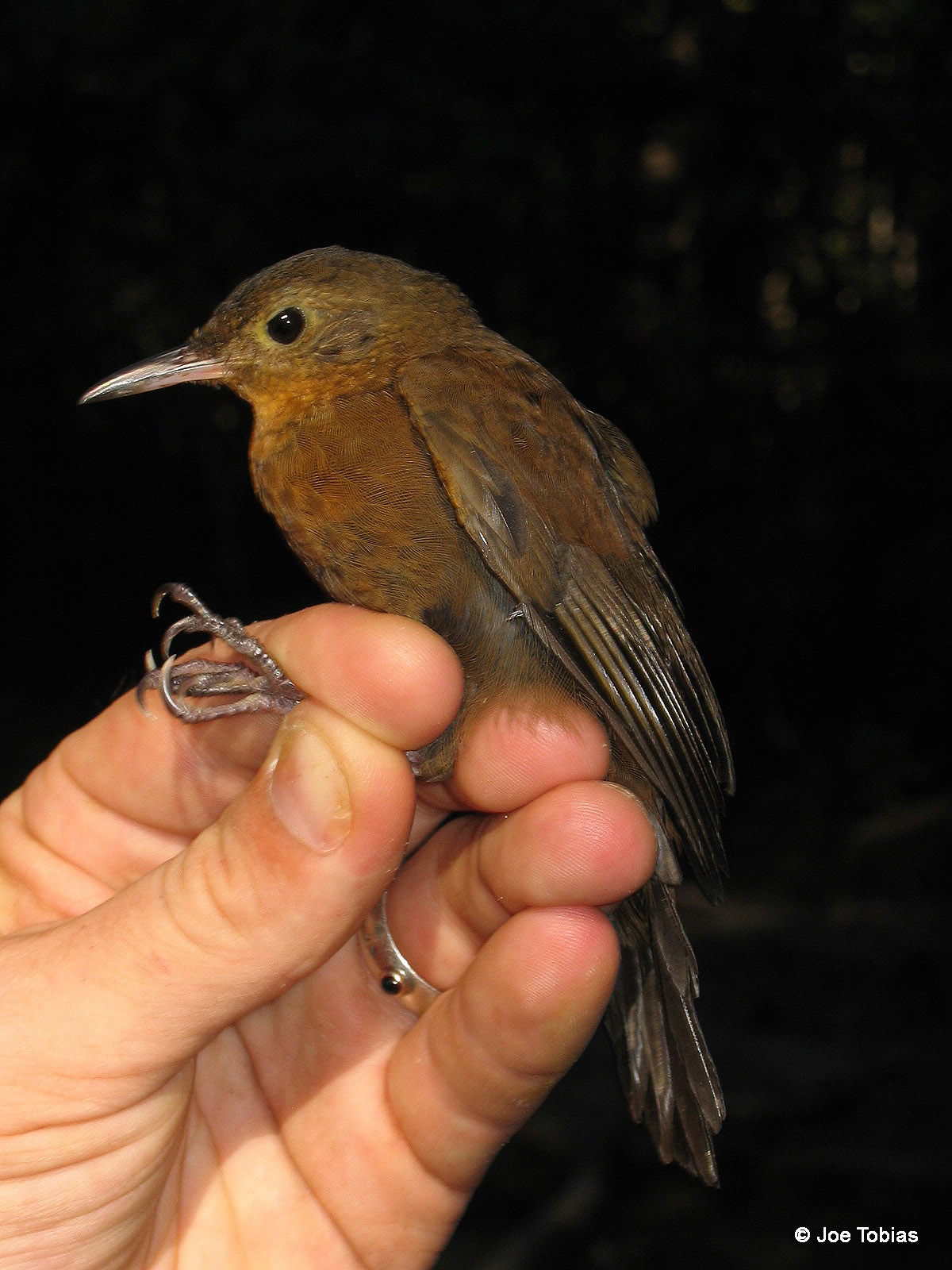 Pretty Short-billed leaftosser
