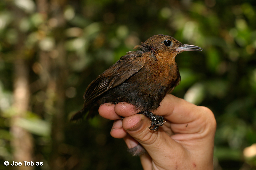 Pretty Short-billed leaftosser