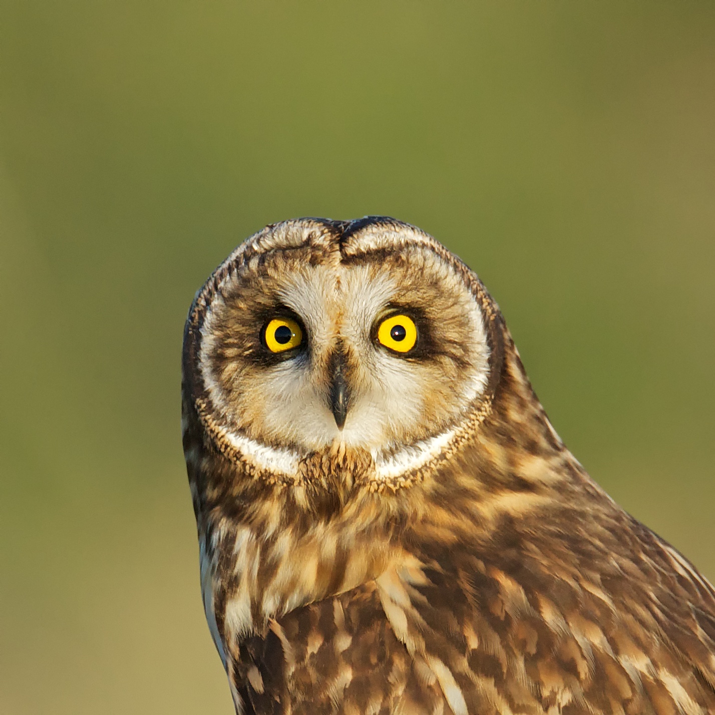 Short-eared owl