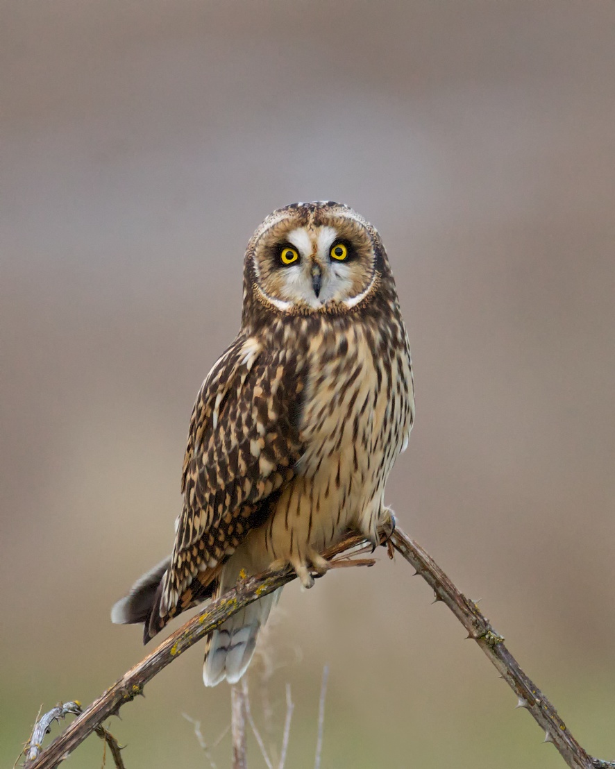 Pretty Short-eared owl
