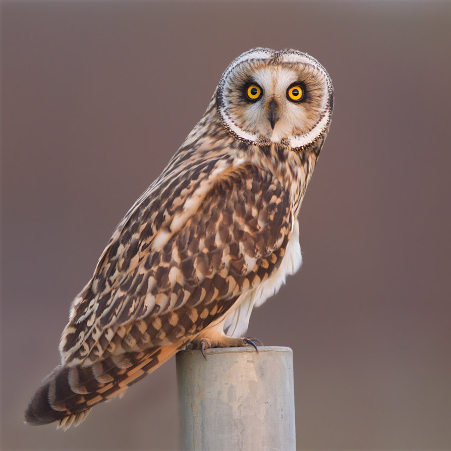 Pretty Short-eared owl