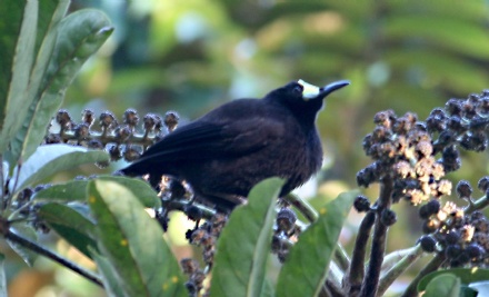 Short-tailed paradigalla