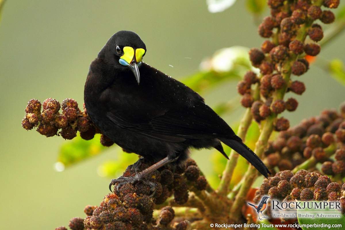 Pretty Short-tailed paradigalla