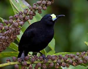 Pretty Short-tailed paradigalla