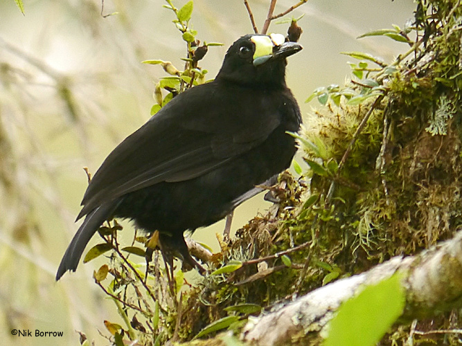 Pretty Short-tailed paradigalla