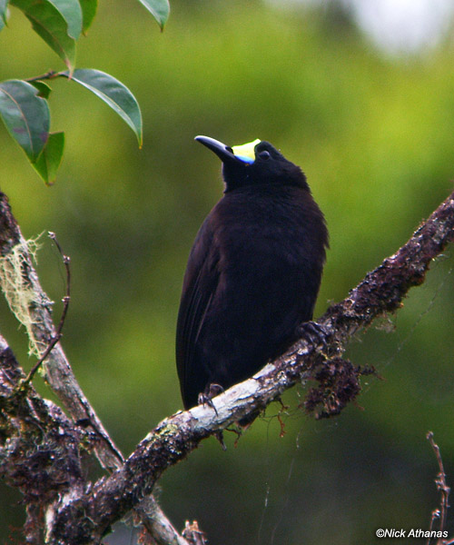 Pretty Short-tailed paradigalla