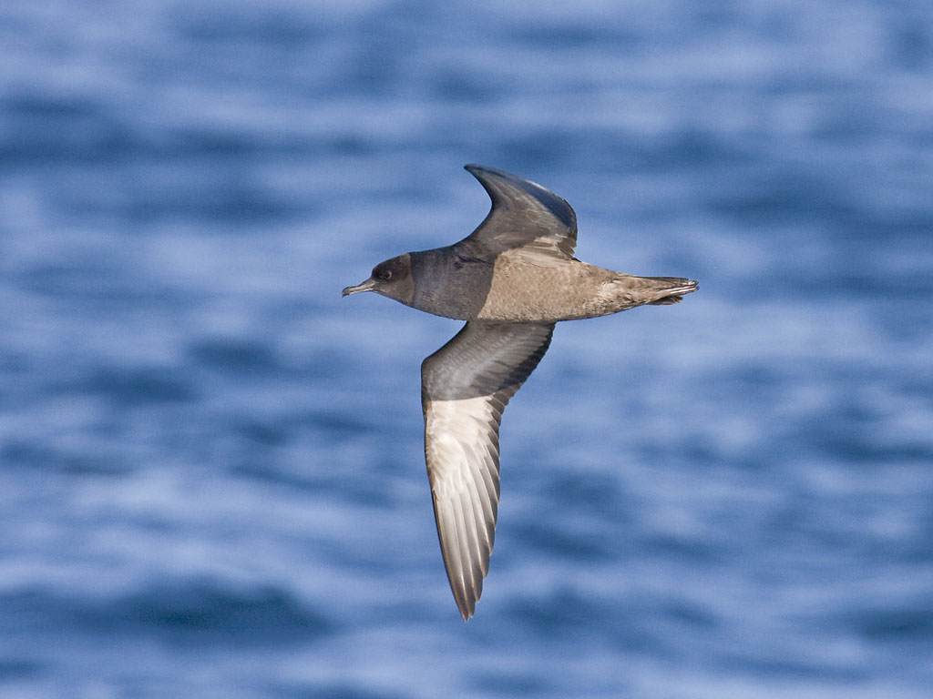 Short-tailed shearwater