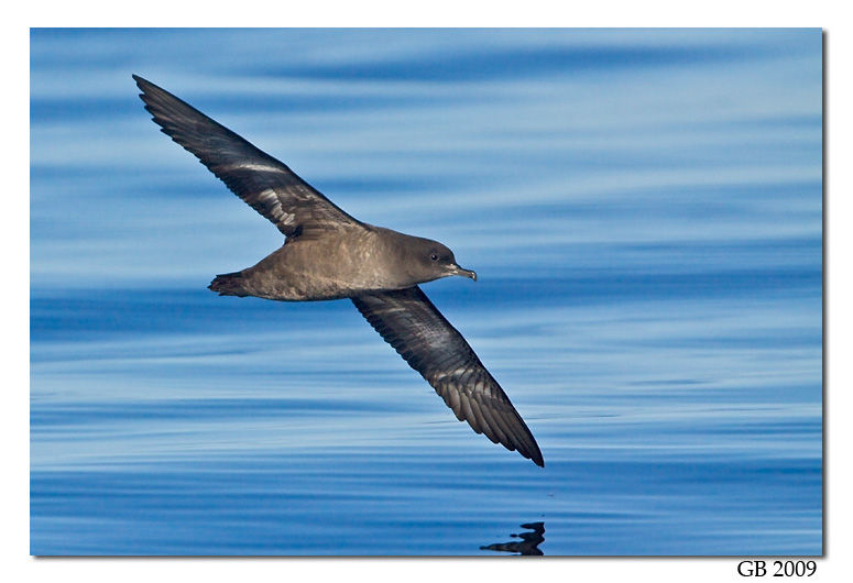 Pretty Short-tailed shearwater