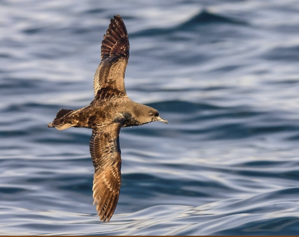 Pretty Short-tailed shearwater
