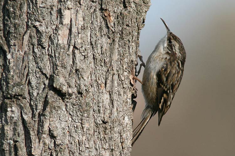 Pretty Short-toed treecreeper