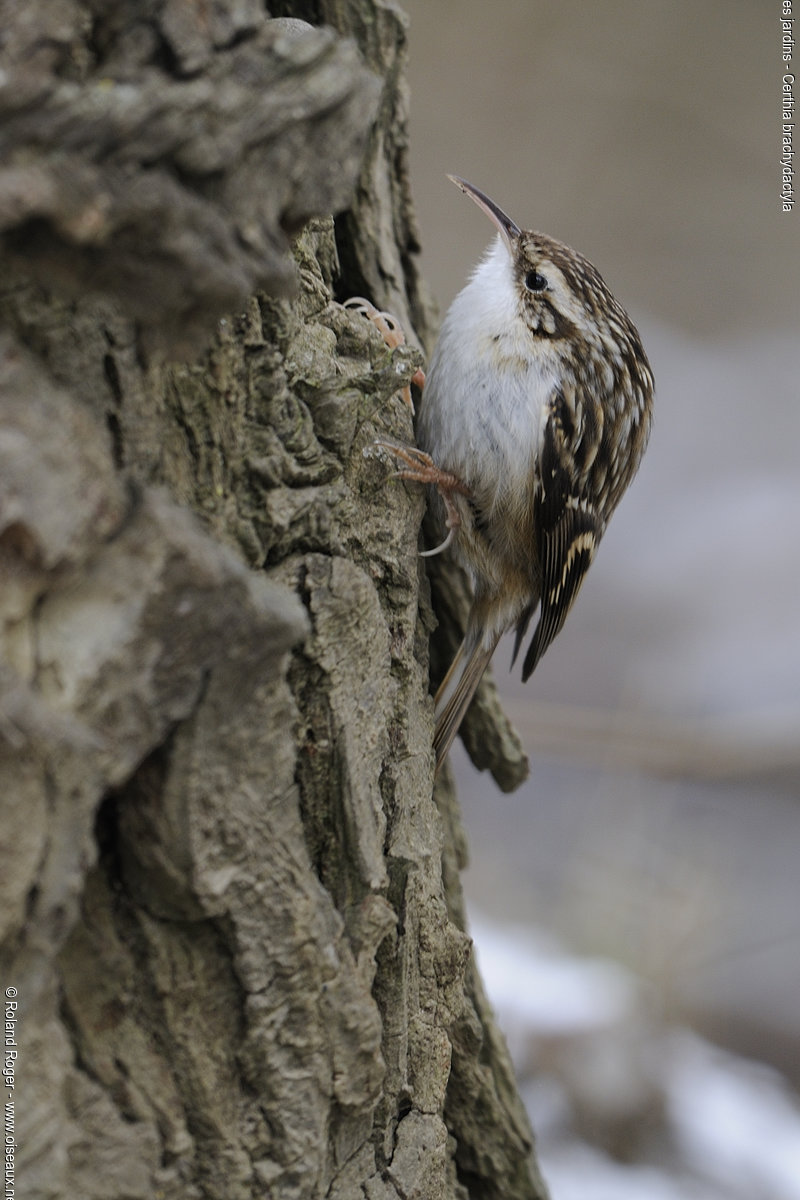 Pretty Short-toed treecreeper