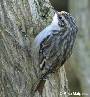 Pretty Short-toed treecreeper