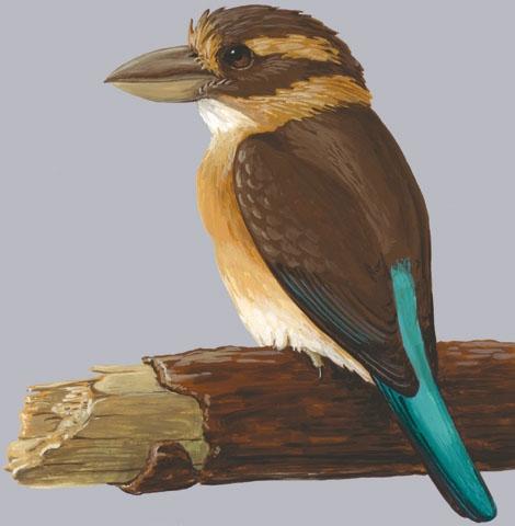 Pretty Shovel-billed kookaburra